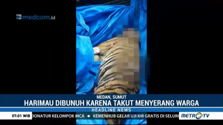 Meresahkan, Harimau Sumatera Dibunuh Warga Mandailing Natal