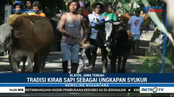 Tradisi Kirab Sapi di Lereng Merapi