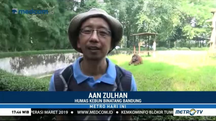 Tanggapan Kebun Binatang Bandung soal Pemberi Rokok ke Orang Utan