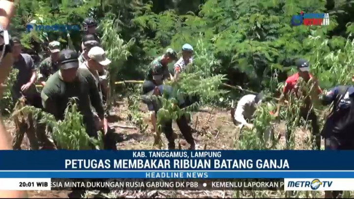 Petugas Temukan Ribuan Tanaman Ganja di Lampung