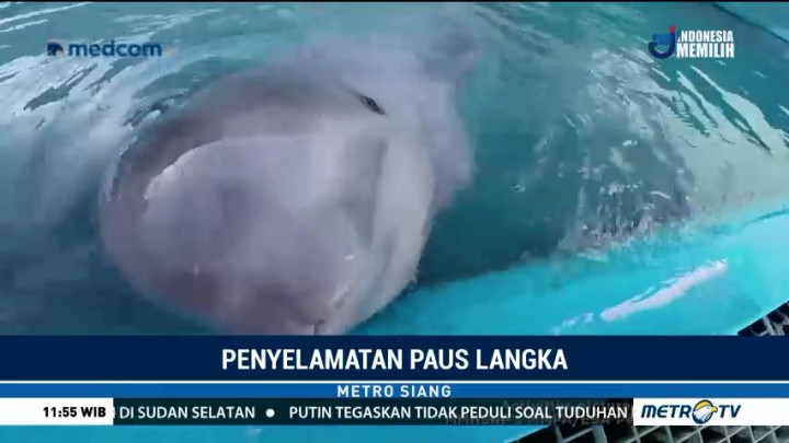 Seekor Paus Beluga Diselamatkan di Pantai Alaska