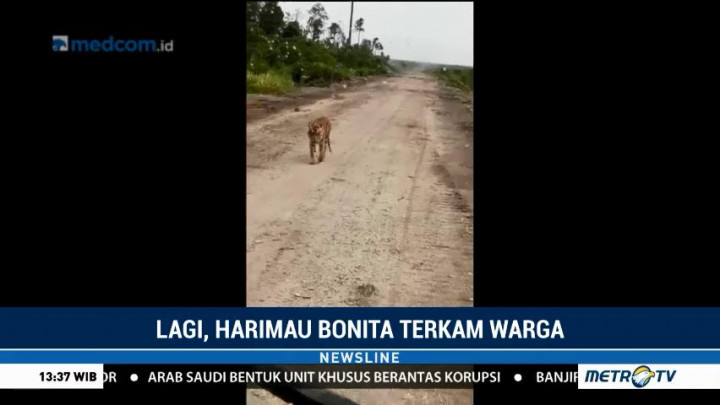 Lagi, Harimau Bonita Terkam Warga