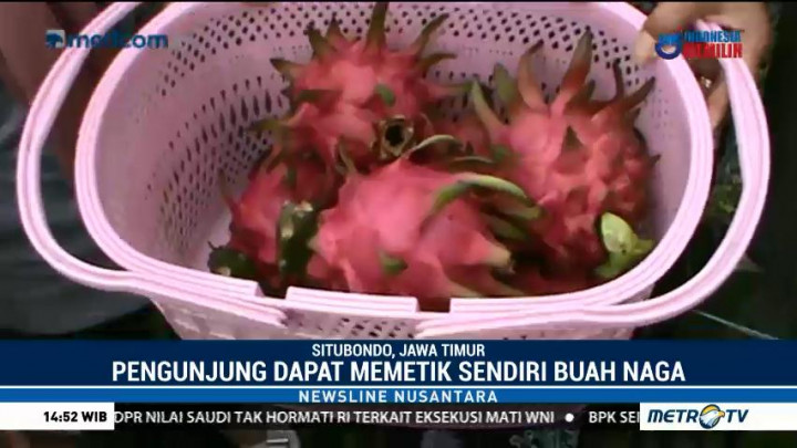 Wisata Keluarga di Kampung Buah Naga