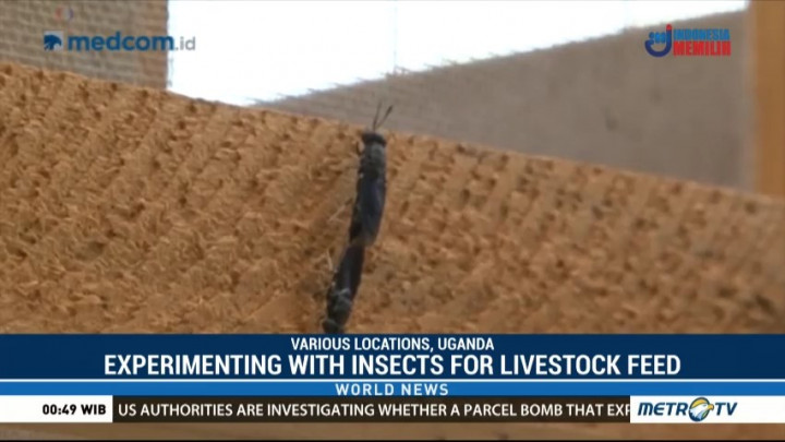 Uganda Experiments with Using Insects for Livestock Feed