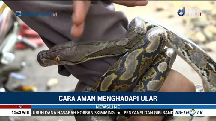 Tips Aman Berhadapan dengan Ular Liar