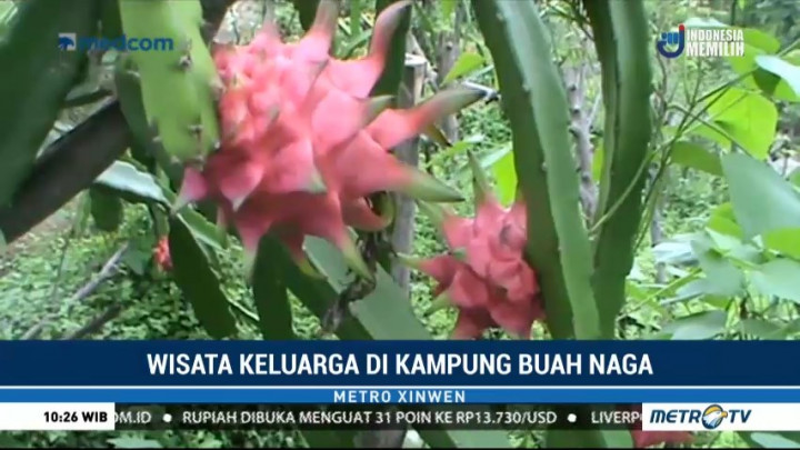 Wisata Keluarga di Kampung Buah Naga