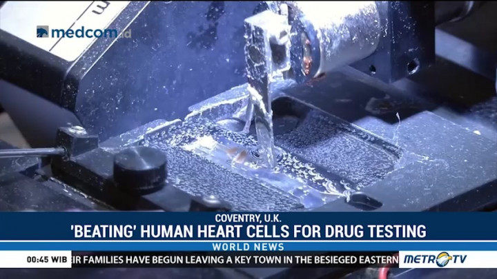 Beating Human Heart Cells for Drug Testing