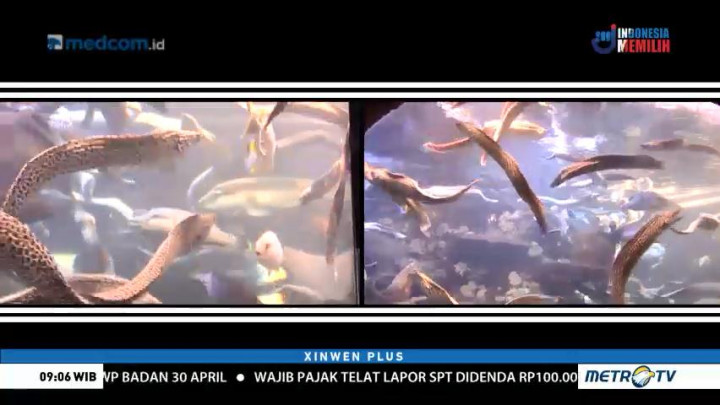 Berakhir Pekan di Jakarta? ke Seaworld Saja