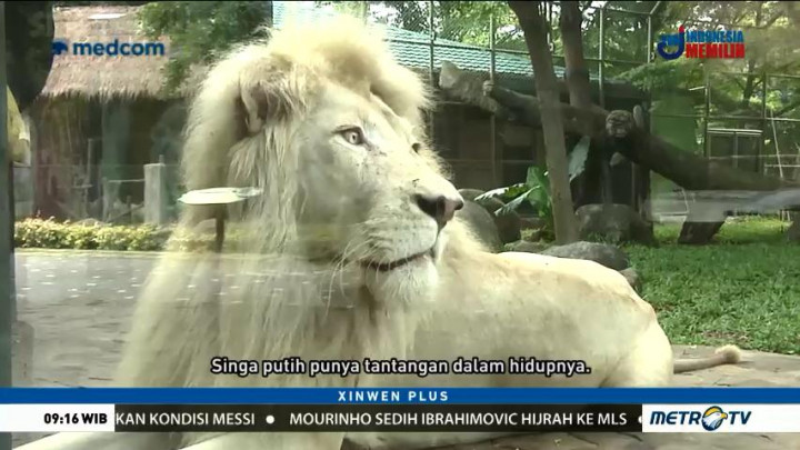 Melihat Hewan Unik dan Langka di Faunaland