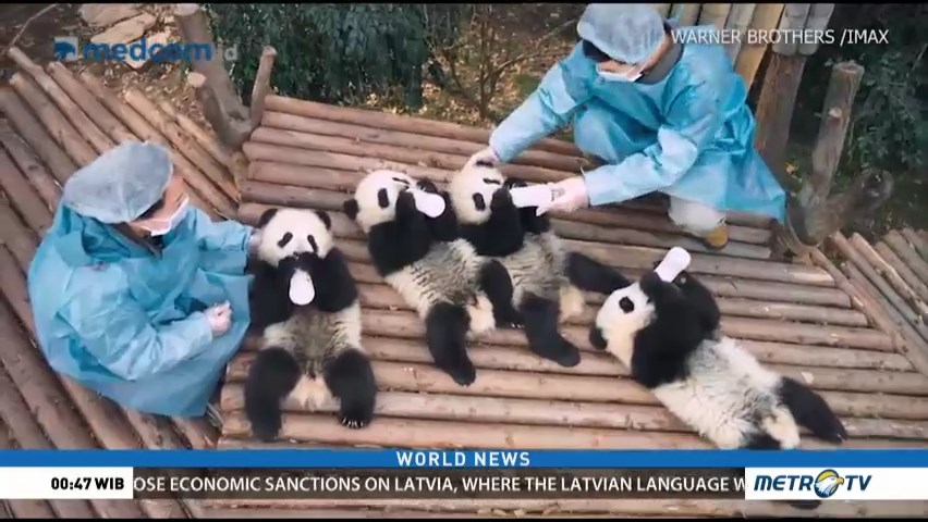'Pandas', The Journey Against Extinction