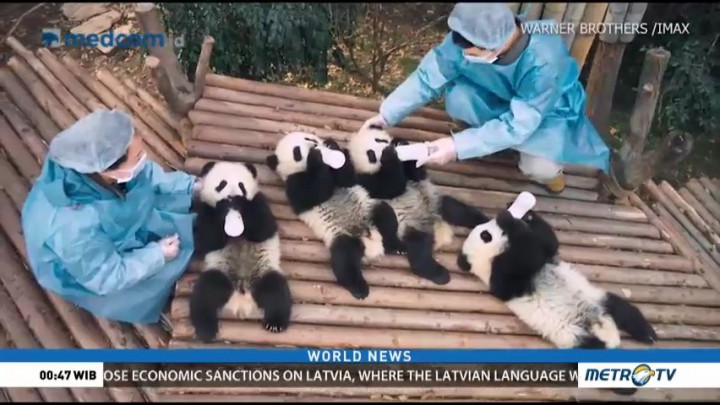 'Pandas', The Journey Against Extinction