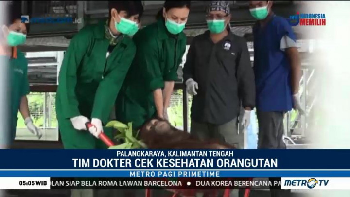 4 Orangutan Dilepasliarkan di Taman Nasional Bukit Baka