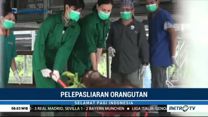 Empat Ekor Orang Utan Dilepasliarkan ke Taman Nasional Bukit Baka Bukit Raya