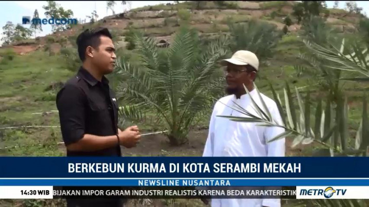 Tanaman Kurma Tumbuh Subur di Aceh