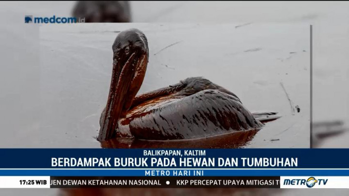Tumpahan Minyak di Balikpapan Berdampak Buruk Pada Hewan