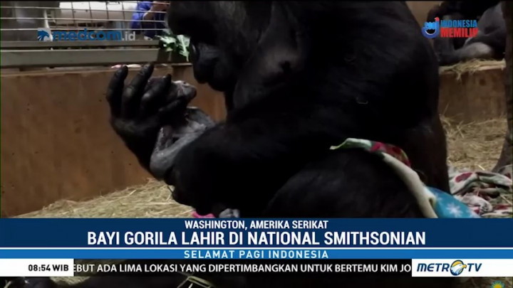 Momen Kelahiran Bayi Gorila di Amerika Serikat
