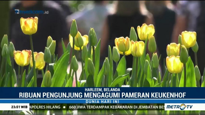 Keindahan Bunga Tulip yang Bermekaran di Belanda