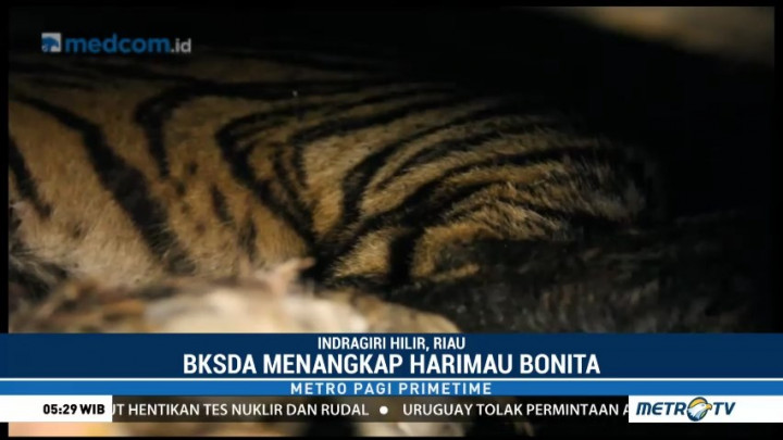 Harimau Bonita Berhasil Ditangkap