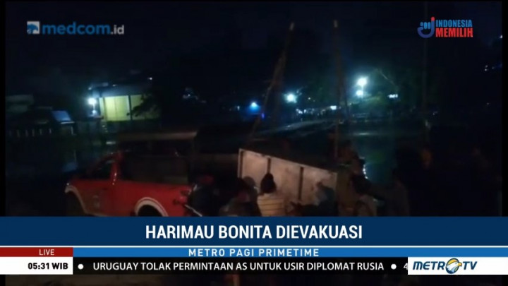 Harimau Bonita Dievakuasi ke Pusat Rehabilitasi Satwa di Dharmasraya