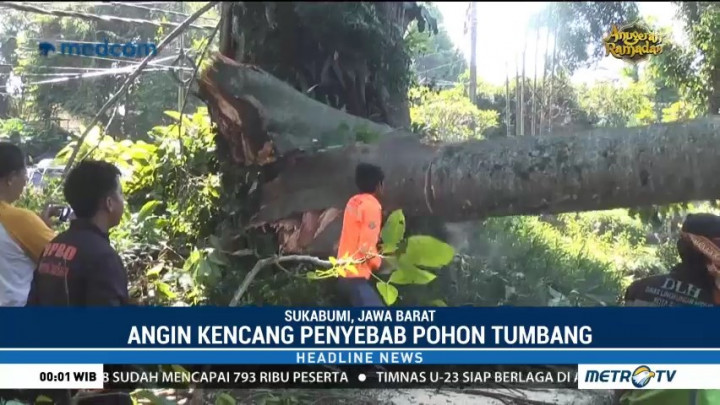 Pohon Tumbang Timpa Sejumlah Kendaraan di Sukabumi