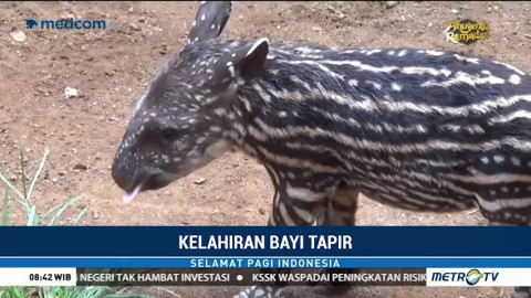 Seekor Tapir Jadi Penghuni Baru Maharani Zoo Dan Goa