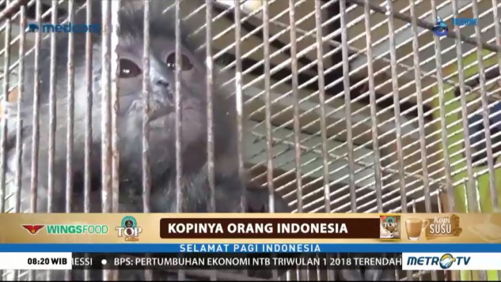 Polres Jember Ungkap Penjualan Lutung Jawa Lewat Medsos