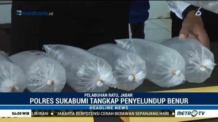 Polisi Gagalkan Penyelundupan Benih Lobster di Pelabuhan Ratu