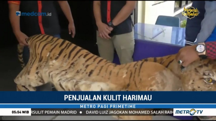 Polres Musi Rawas Gagalkan Penjualan Kulit Harimau Sumatera