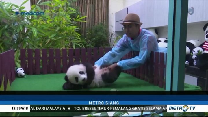 Bayi Panda Umur 5 Bulan Dipamerkan ke Publik Malaysia