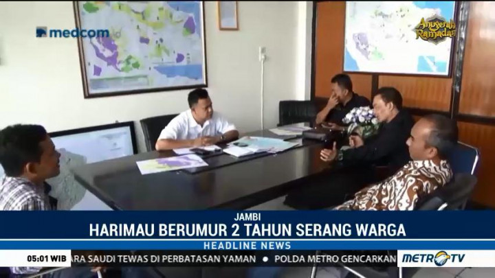 Kepala BKSDA Jambi Bantah Kabar 7 Harimau Berkeliaran di Perkampungan