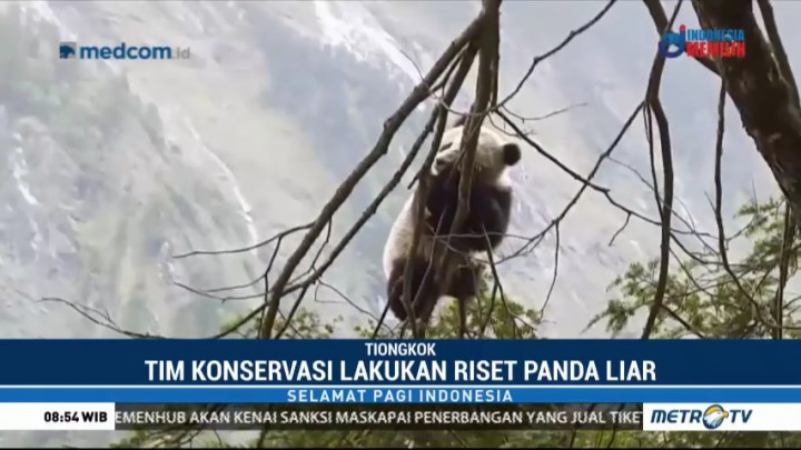 Tim Taman Nasional Wolong Temukan Bayi Panda Liar