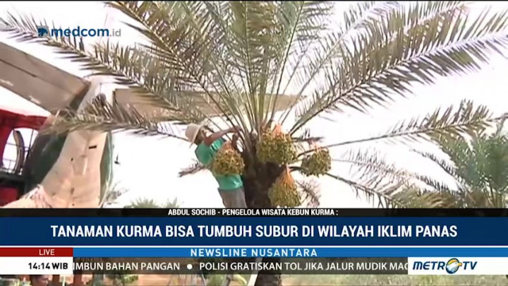 Yuk! Wisata ke Kebun Kurma di Pasuruan
