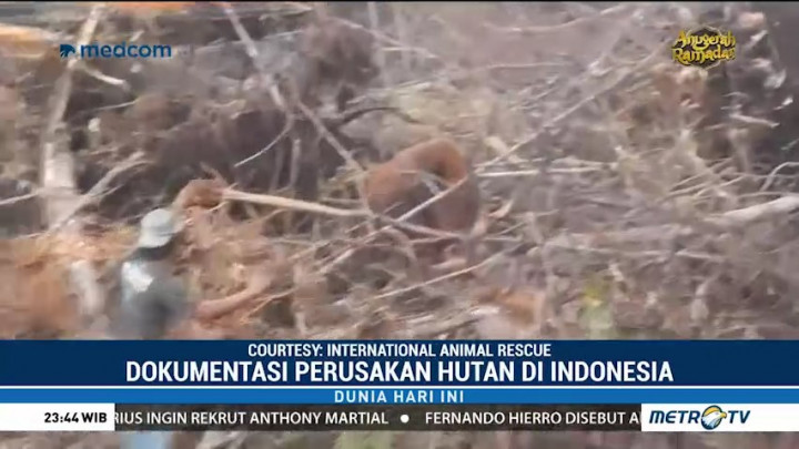 International Animal Rescue Rilis Video Penyelamatan Orang Utan