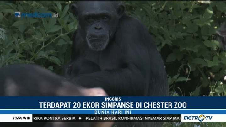 Hampir Punah, Bayi Simpanse Akhirnya Lahir di Kebun Binatang Inggris