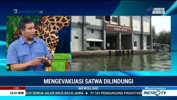 Buaya Berkeliaran di Teluk Jakarta Sudah Terlihat Sejak 2015