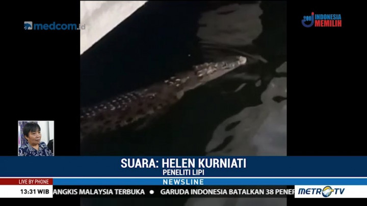 Buaya di Kali Grogol Diduga Peliharaan yang Lepas