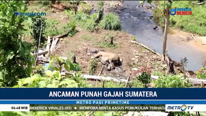Seekor Gajah Liar Ditemukan Mati di Bengkulu
