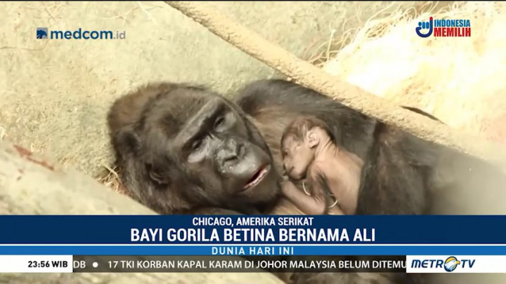 Bayi Gorila Betina Lahir di Kebun Binatang Chicago