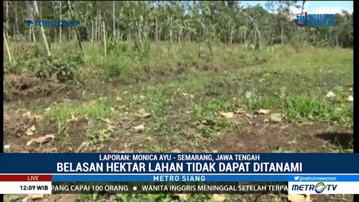 Kekeringan, Lahan Pertanian di Salatiga Tak Bisa Ditanami