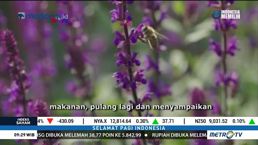 Peneliti Inggris Gunakan Lebah Sebagai Model Drone Masa Depan