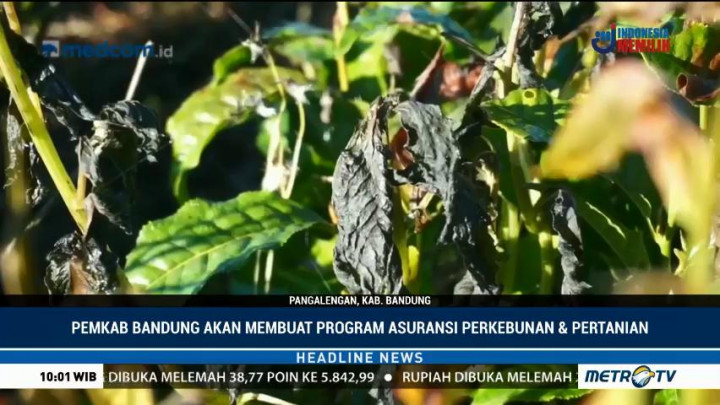 Sejumlah Lahan Pertanian dan Perkebunan di Kabupaten Bandung Gagal Panen