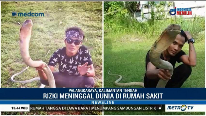 Rizki Tewas Dipatuk King Kobra Peliharaannya