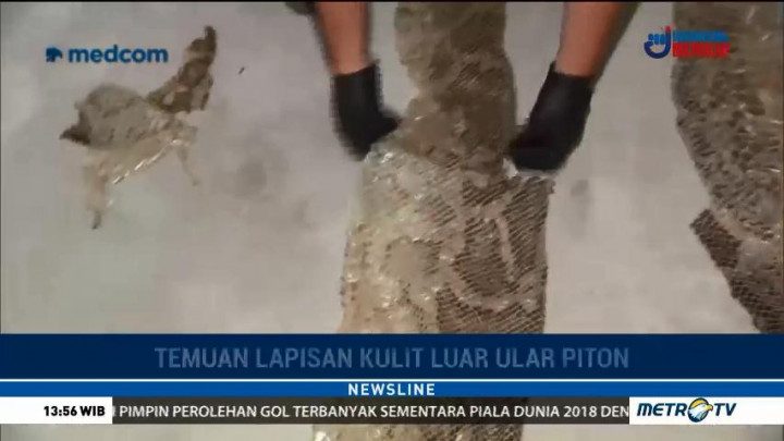 Penyelamat Satwa Polandia Buru Ular Piton Raksasa