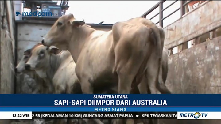 1.918 Ekor Sapi Impor Asal Australia Tiba di Pelabuhan Belawan