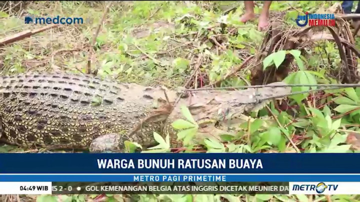 Warga Sorong Bunuh Ratusan Buaya di Penakaran