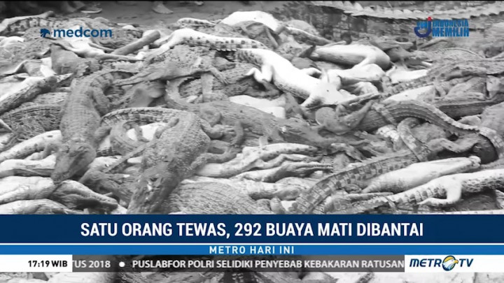 292 Buaya di Sorong Mati Dibantai