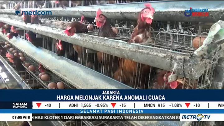 Pemerintah Targetkan Harga Telur dan Daging Ayam Turun dalam Sepekan