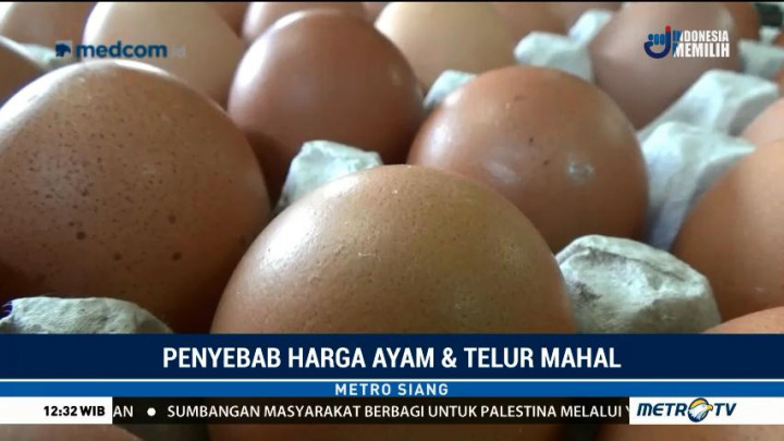 Harga Telur Ayam Naik Akibat Libur Panjang & Cuaca