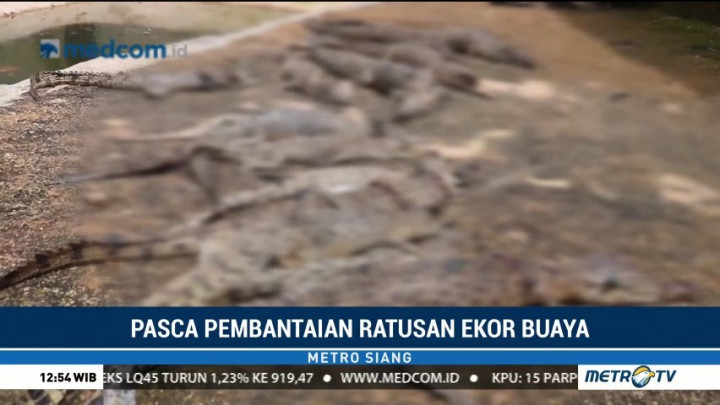 Pascapembantaian Ratusan Ekor Buaya