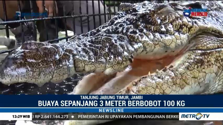 Buaya yang Diduga Serang Pelajar di Jambi Diamankan BKSDA